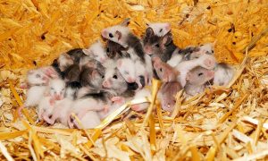 Mäuse im Stroh